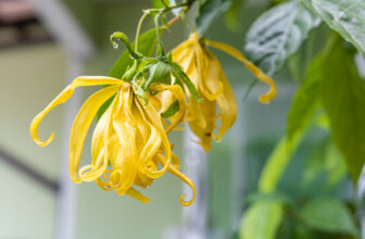 Ylang-ylang to olejek eteryczny pozyskiwany z kwiatów drzewa Cananga odorata, które rośnie w tropikalnych regionach Azji.