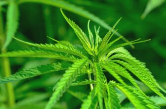 Nasiona marihuany jako dodatek do domowych kosmetyków