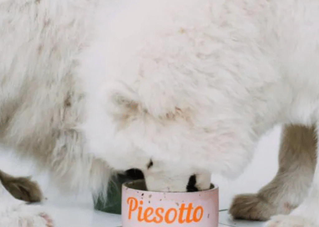 Składniki, które wspierają sierść, zęby i energię psa