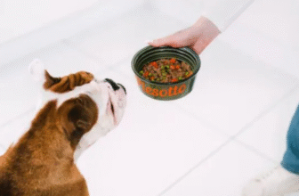 Składniki, które wspierają sierść, zęby i energię psa