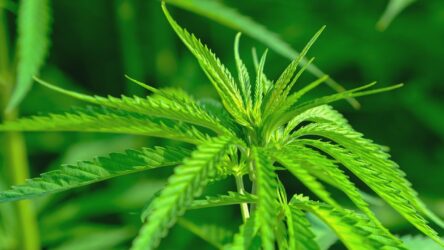 Nasiona marihuany jako dodatek do domowych kosmetyków